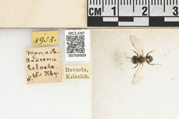 Media type: image;   Entomology 769909 Aspect: Labels